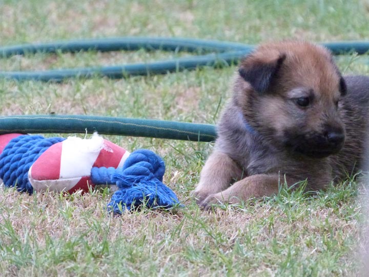 chinook dog